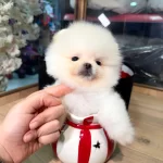 Mini Boy Teddy Face Pomeranian Yavruları