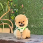 Sağlik Ve Irk Garantili Pomeranian