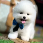 Zeki Ve Uyumlu Pomeranian Yavrular