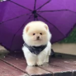 Göz Alıcı Mini Pomeranian Yavruları