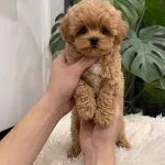 Oyuncu Ve Sosyal Maltipoo Bebekler