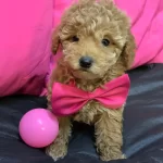 Özel Toy Poodle Yavrulari