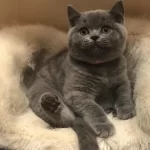 British Shorthair Yavruları