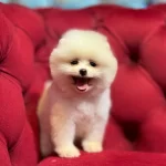 Mini Boy Pomeranian Boo Yavrular