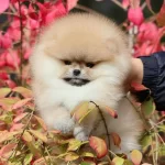 Şirin Surat Pomeranian Bebekler