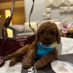 Sevimliliğiyle Dikkat Çeken Toy Poodle