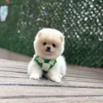Aile Uyumlu Pomeranian Boo Yavruları