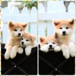 Japon Akita İnu Yavrulari