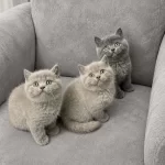 British Shorthair ( Lilac- Gri )
