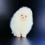 Teddy Bear Pomeranian Boo Yavruları