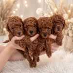 Koyu Renk Toy Poodle Yavruları