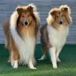 Rough Collie Yavruları
