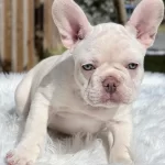 Exotic French Bulldog Yavrulari
