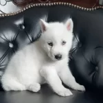 Husky Sibirya Yavruları