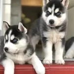Husky Sibirya Yavrulari