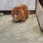 O Bir Prensesss Pomeranian