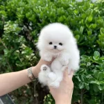 Orjinal Teacüp Pomeranian
