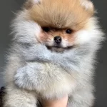 Orjinal Teacüp Pomeranian