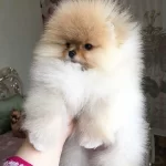 Miss Turkey Pomeranian