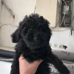 Safkan Toy Poodle Yavrular Yeni Ailesini Arıyor