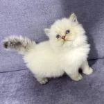 British Longhair ( Show Kalite )