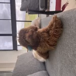 Erkek Toy Poodle 8 Aylık