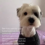 Barinaktan Çıkarıldım Çok Acil Yuvam Olur Musunuz?