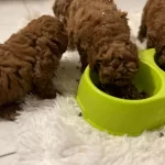 Koyu Renk Toy Poodle Yavruları