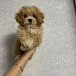 Toy Poodle Kalitesinde Maltipoo Yavruları