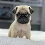 Irk Garantili Pug Yavruları