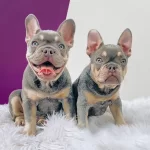 Exotic French Bulldog Yavruları