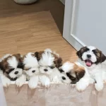 Irk Garantili Shih Tzu Yavruları