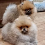Teddy Bear Pomeranian Yavruları