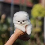 Irk Garantili Pomeranian Yavruları