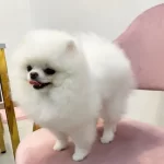 Ayi Surat Pomeranian Boo Yavrulari
