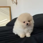Teddy Bear Pomeranian Boo Yavruları