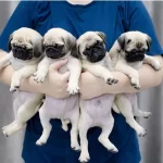 Irk Garantili Pug Yavruları