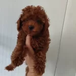 Poodle Erkekler….