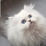 British  Longhair  Silver