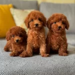 Irk Garantili Toy Poodle Yavrulari