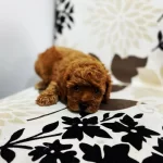 Irk Garantili Toy Poodle Yavruları