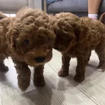 Toy Poodle Red Brown