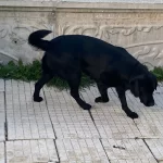 Labrador Retriever Siyah