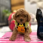A Kalite Safkan Poodle Lar