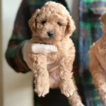 Sağlık Garantili Maltipoo Yavrularımız