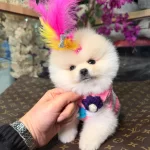 Sevimli Ve Oyuncu Pomeranian Yavruları