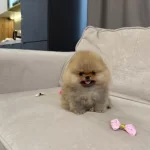 Mini Ve Fluffy Pomeranian Boo Bebekler