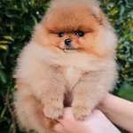 Safkan Ayıcık Surat Pomeranian