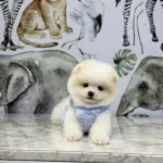 * Ev Ortamında Büyümüş Pomeranian Yavruları
