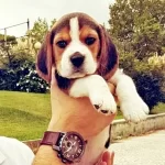 Irk Garantili Beagle Yavruları